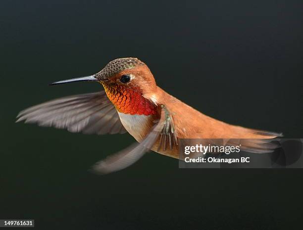 Male Rufous Hummingbird In Flight High-Res Stock Photo