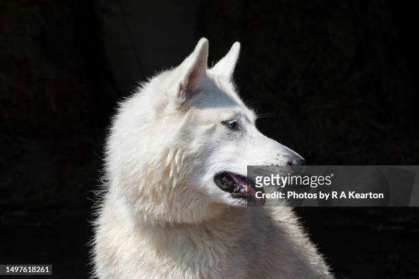 all white pet husky dog outdoors - buck teeth stockfoto's en -beelden