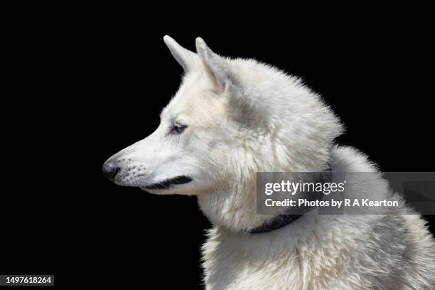 all white pet husky dog outdoors - buck teeth stock-fotos und bilder