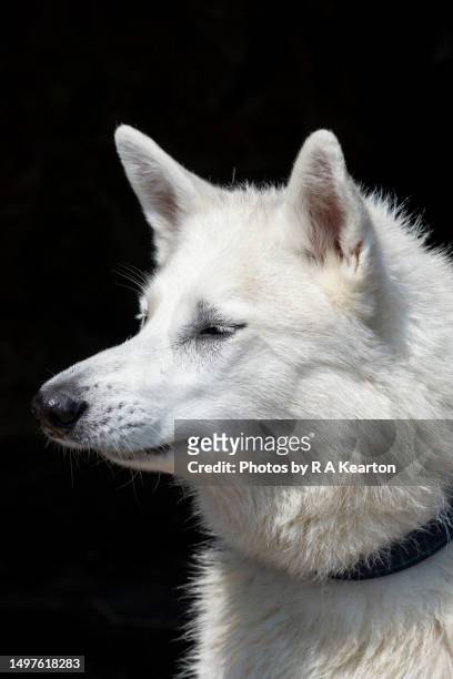 all white pet husky dog outdoors - buck teeth stock pictures, royalty-free photos & images
