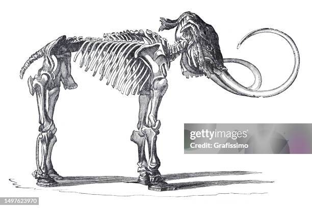wollhaarmammutskelett isoliert auf weiß, 1897 - holozän stock-grafiken, -clipart, -cartoons und -symbole