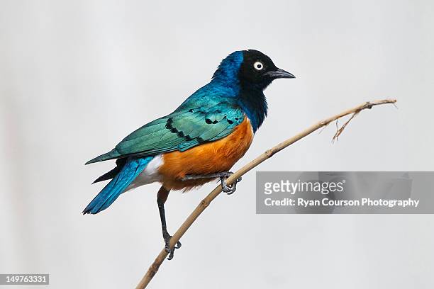 superb starling - starling stock-fotos und bilder