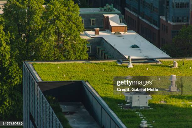 green roof in toronto - dachterasse stock-fotos und bilder