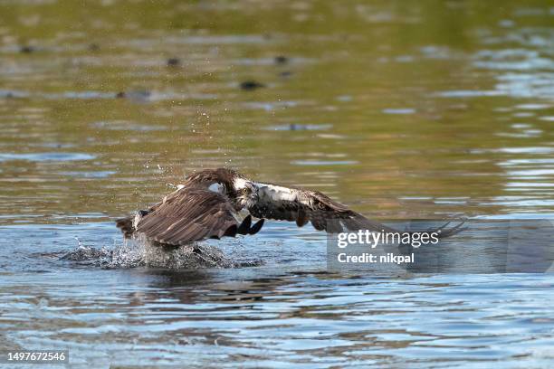 an osprey on the surface of the water fishing on a lake in northern finland - fly casting imagens e fotografias de stock