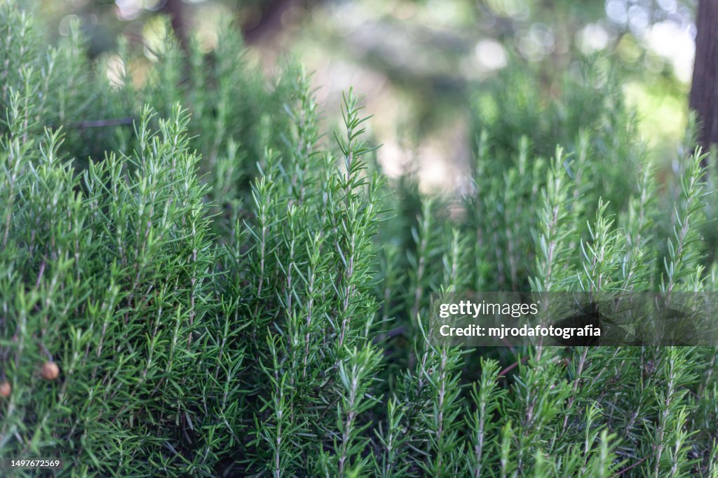 Salvia rosmarinus. Rosemary