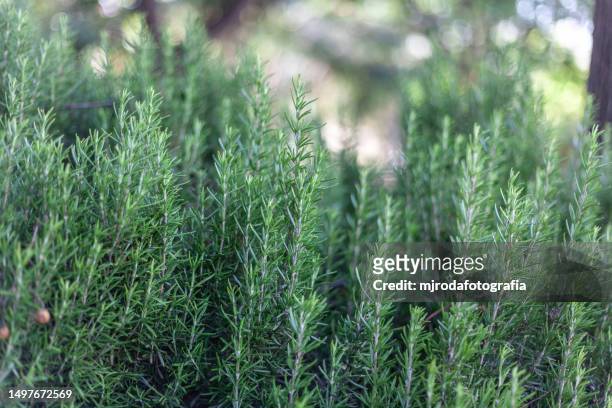 salvia rosmarinus. rosemary - rosemary stock pictures, royalty-free photos & images