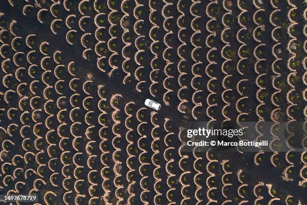 car driving among traditional vineyards in lanzarote - create and cultivate stock-fotos und bilder