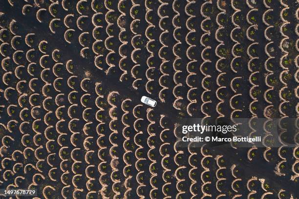 car driving among traditional vineyards in lanzarote - natural pattern stock pictures, royalty-free photos & images