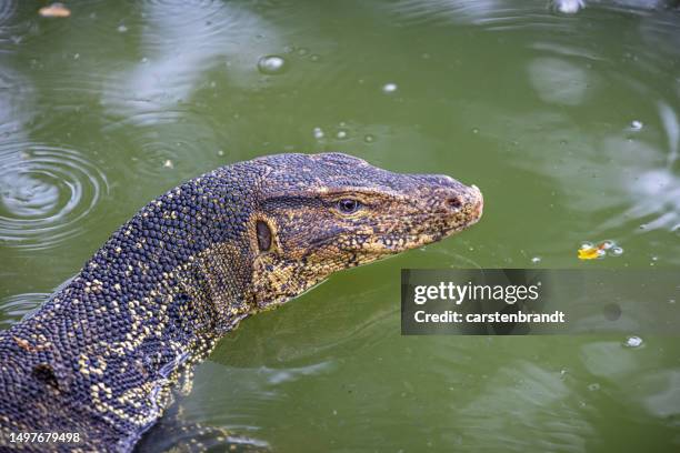 Asian Water Monitor Lizard Photos and Premium High Res Pictures - Getty ...