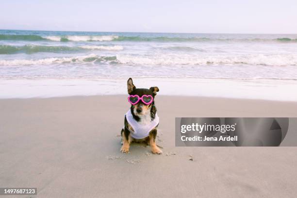 cute dog on beach, small dog outside, dog wearing sunglasses - dachshund holiday stock pictures, royalty-free photos & images