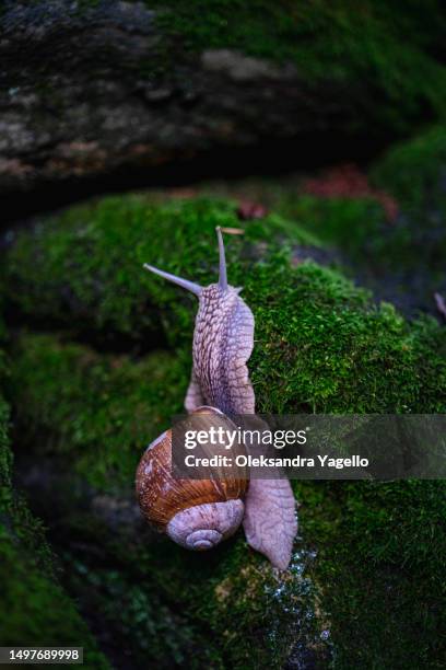 big snail in shell crawling on fresh green moss. - snail stock pictures, royalty-free photos & images