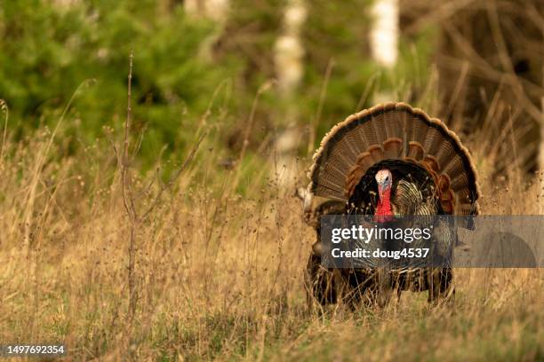 male wild turkey, mating display - wild turkey stock pictures, royalty-free photos & images