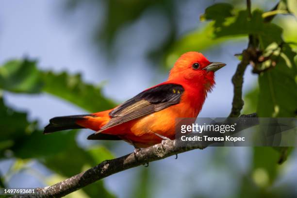 bright red and black scarlet tanager perched on branch series - color enhanced stock pictures, royalty-free photos & images