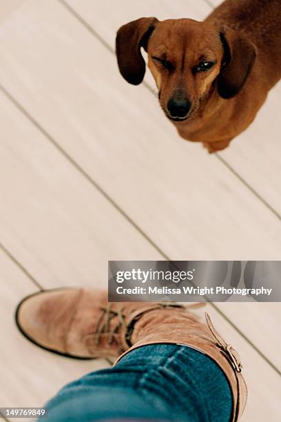 miniature dachshund - parket stock pictures, royalty-free photos & images