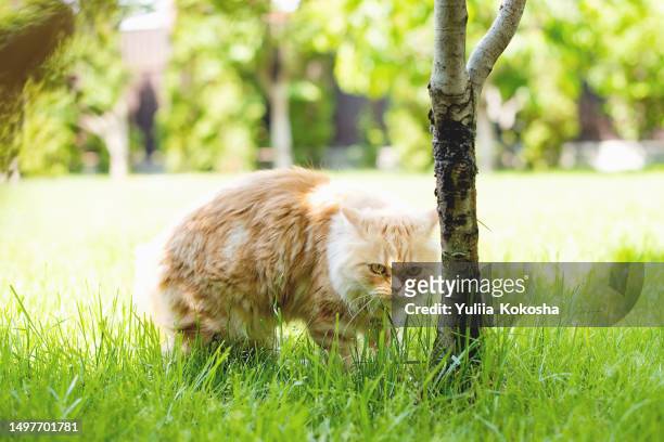 red ginger cat walking in lush green grass - kitten heel stock pictures, royalty-free photos & images