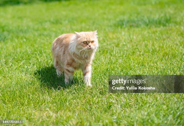 red cat walks on dry grass. close up - kitten heel stock pictures, royalty-free photos & images