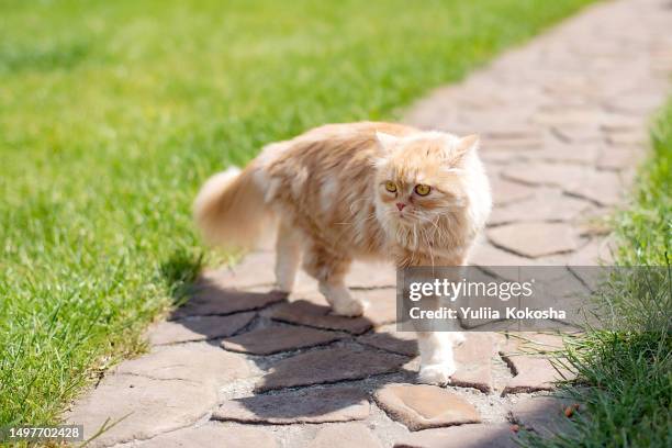 red cat walks on dry grass. close up - kitten heel stock pictures, royalty-free photos & images