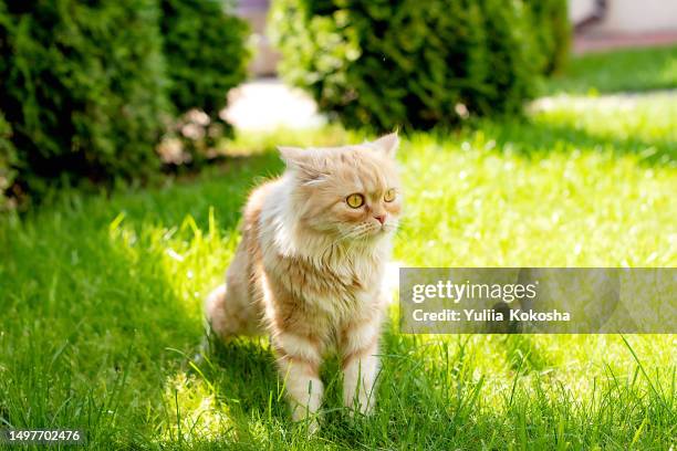 red cat walks on dry grass. close up - kitten heel stock pictures, royalty-free photos & images