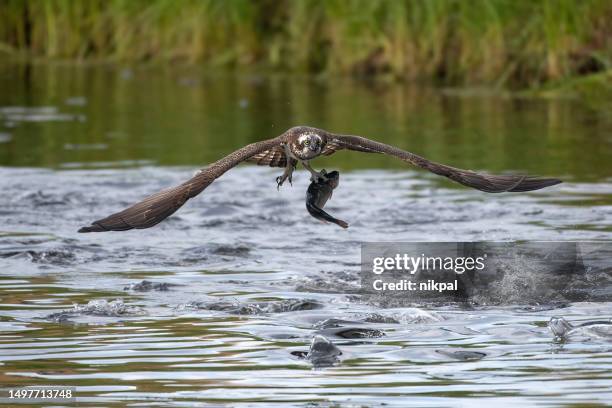 an osprey on the hunt, in flight with a fish caught in a lake in northern finland near kuusamo - finland - fly casting imagens e fotografias de stock