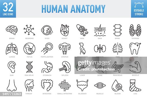 Anatomie humaine - Jeu d’icônes vectorielles de ligne mince. Pixel parfait. Trait modifiable. Pour mobile et Web. L’ensemble contient des icônes: organe interne, organe interne humain, soins de santé et médecine, anatomie, poumon, cœur - organe in Anatomie humaine - Jeu d’icônes vectorielles de ligne mince. Pixel parfait. Trait modifiable. Pour mobile et Web. L’ensemble contient des icônes: organe interne, organe interne humain, soins de santé et médecine, anatomie, poumon, cœur - organe in