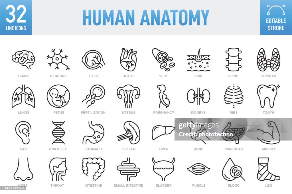 Human Anatomy - Thin line vector icon set. Pixel perfect. Editable stroke. For Mobile and Web. The set contains icons: Internal Organ, Human Internal Organ, Healthcare And Medicine, Anatomy, Lung, Heart - Internal Organ, The Human Body, Liver - Organ