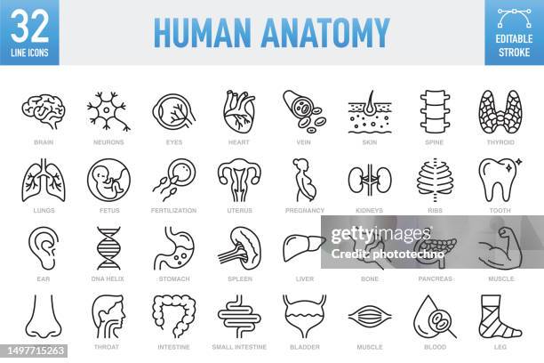 bildbanksillustrationer, clip art samt tecknat material och ikoner med human anatomy - thin line vector icon set. pixel perfect. editable stroke. for mobile and web. the set contains icons: internal organ, human internal organ, healthcare and medicine, anatomy, lung, heart - internal organ, the human body, liver - organ - nervcell