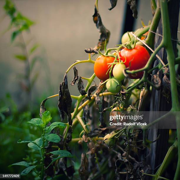 dying tomato plant - dried plant stock-fotos und bilder