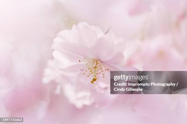 single weeping cherry bloom detailed bloom - cherry gillespie stock pictures, royalty-free photos & images