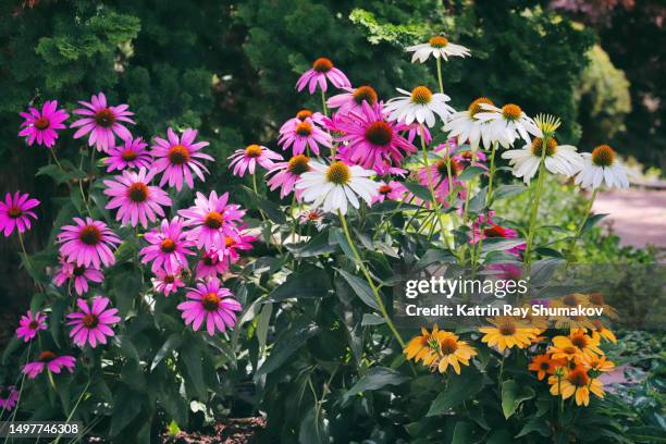 echinacea - coneflower - zonnehoed composietenfamilie stockfoto's en -beelden