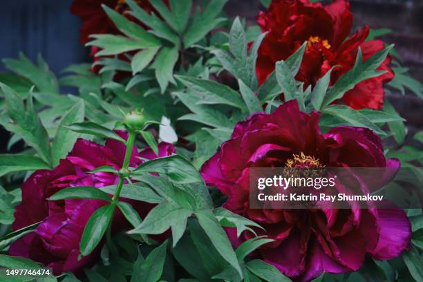 dramatic peonies - maroon flowers stock pictures, royalty-free photos & images