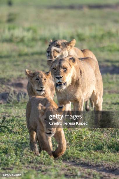 lion pride crossing ngorongoro crater in tanzania, africa series - löwenrudel stock-fotos und bilder