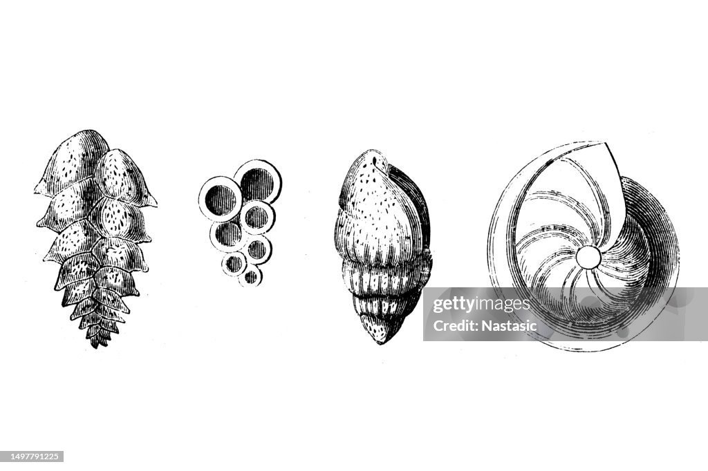Shapes Of Shells High-Res Vector Graphic - Getty Images