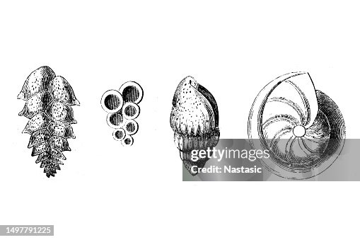 Shell Shaped Visualisation Shapes Of Shells High-Res Vector Graphic - Getty Images