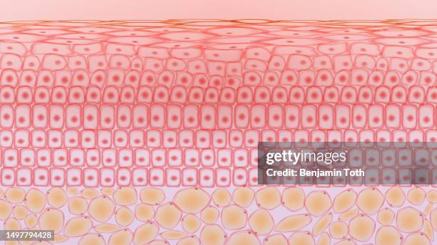 illustrazioni stock, clip art, cartoni animati e icone di tendenza di cellule del tessuto cutaneo e cellule del tessuto adiposo, derma e adipociti - lipide