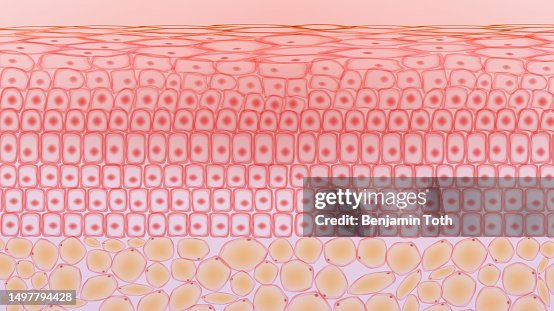 Skin tissue cells and fat tissue cells ,dermis and adipocytes Skin tissue cells and fat tissue cells ,dermis and adipocytes