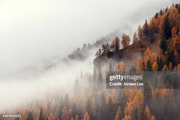 colourful larches and fog in autumn on the mountainside - larch tree fotografías e imágenes de stock