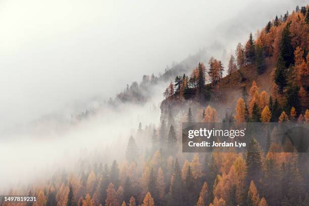 colourful larches and fog in autumn on the mountainside - lärkträdslsäktet bildbanksfoton och bilder