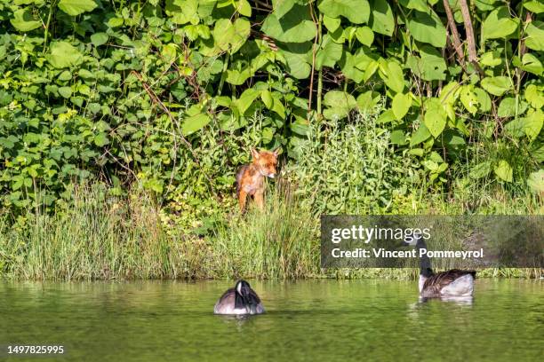 red fox (vulpes vulpes) - wilderness area stockfoto's en -beelden