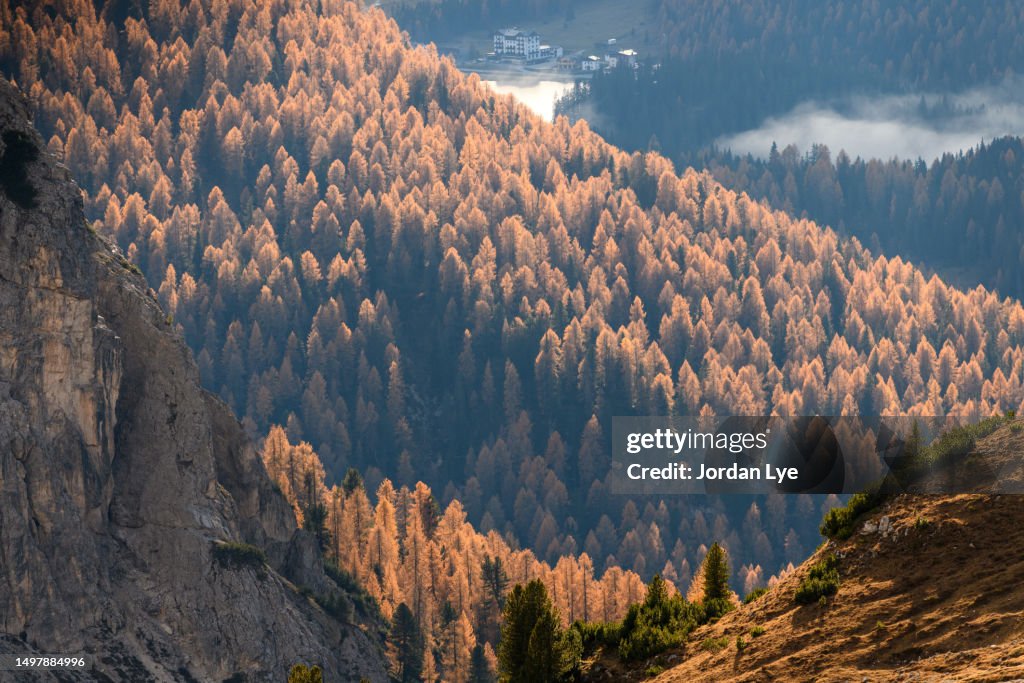 Larch forest in Autumn