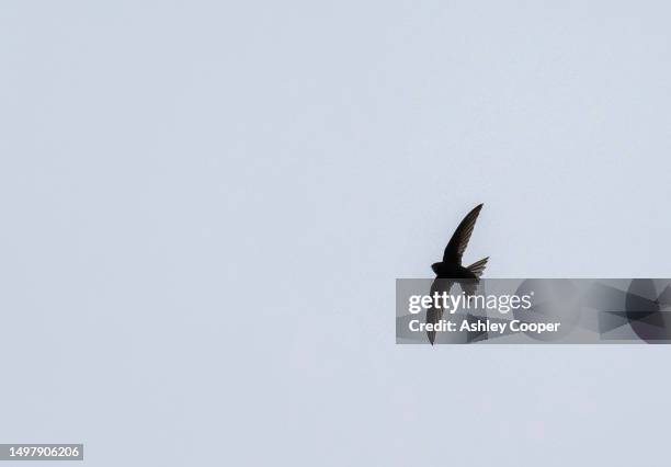 common swift, apus apus, flying over ambleside, lake district, uk. - common swift flying stock pictures, royalty-free photos & images