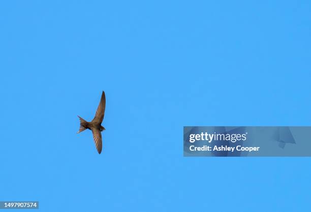 common swift, apus apus, flying over ambleside, lake district, uk. - common swift flying stock pictures, royalty-free photos & images