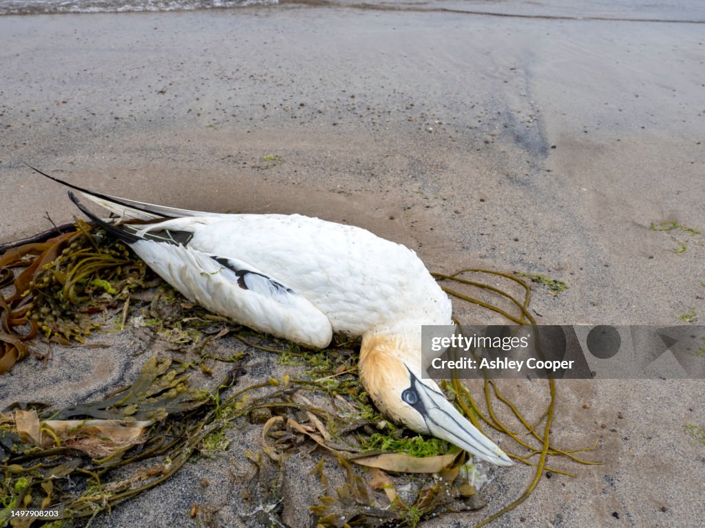 A dead Northern Gannet, Morus bassanus, on the beach near Amble, Northumberland, UK, most likely killed by bird flu, as it has devastated the Gannet population around the UK.