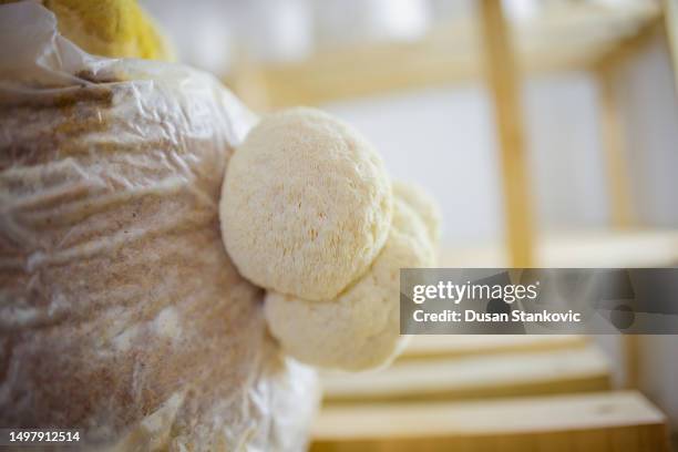 species of fungi growing in a lab - parte do fungo imagens e fotografias de stock