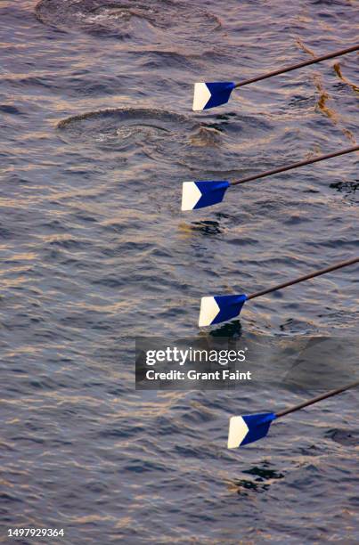 rowing oars. - coxed rowing stock pictures, royalty-free photos & images