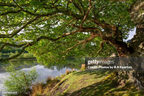 llyn tecwyn isaf, llandecwyn, north wales - overhangend stockfoto's en -beelden