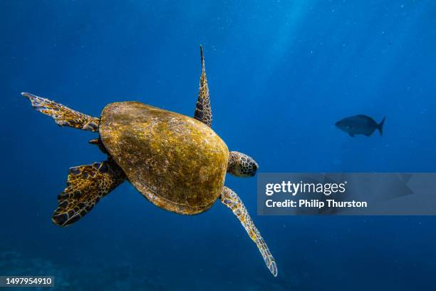 close up of green sea turtle gliding through clear blue ocean with light rays - tortoiseshell stock pictures, royalty-free photos & images