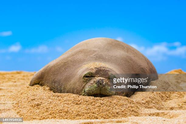 primer plano de la foca monje hawaiana en peligro de extinción durmiendo en la playa en un día soleado en hawái - foca fotografías e imágenes de stock