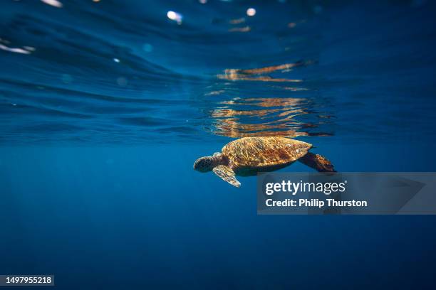 close up of green sea turtle resting on surface of clear blue ocean with light rays - royal blue stock pictures, royalty-free photos & images
