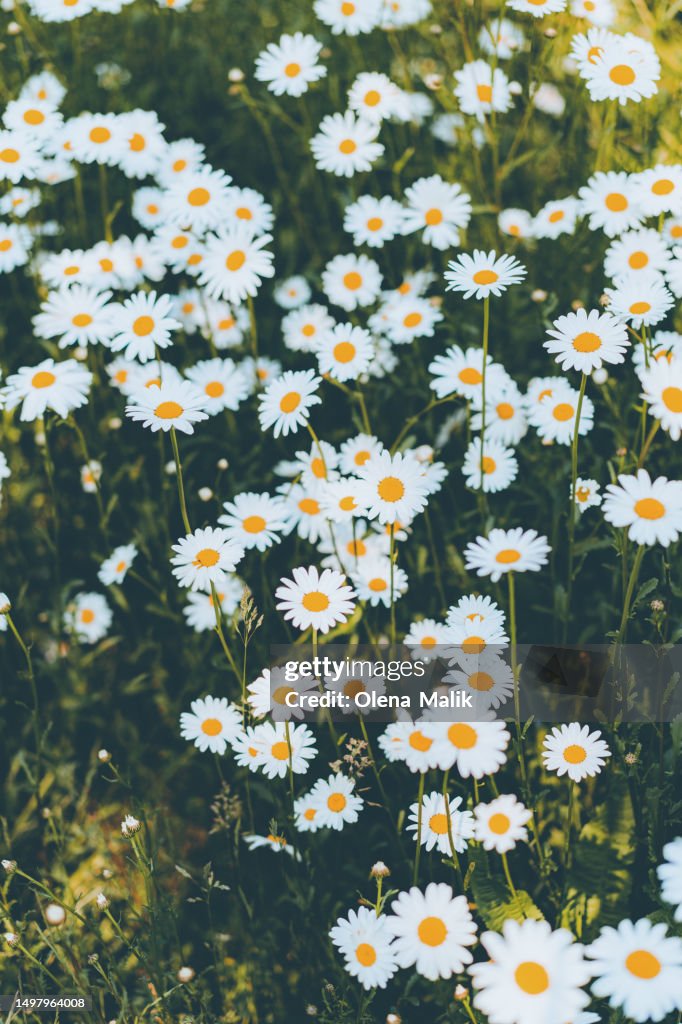 Chamomile herb in flower meadow