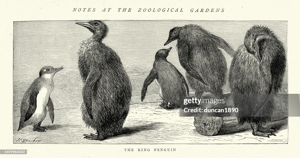Vintage illustration of King Penguins at London Zoo, 1870s, Victorian Zoology